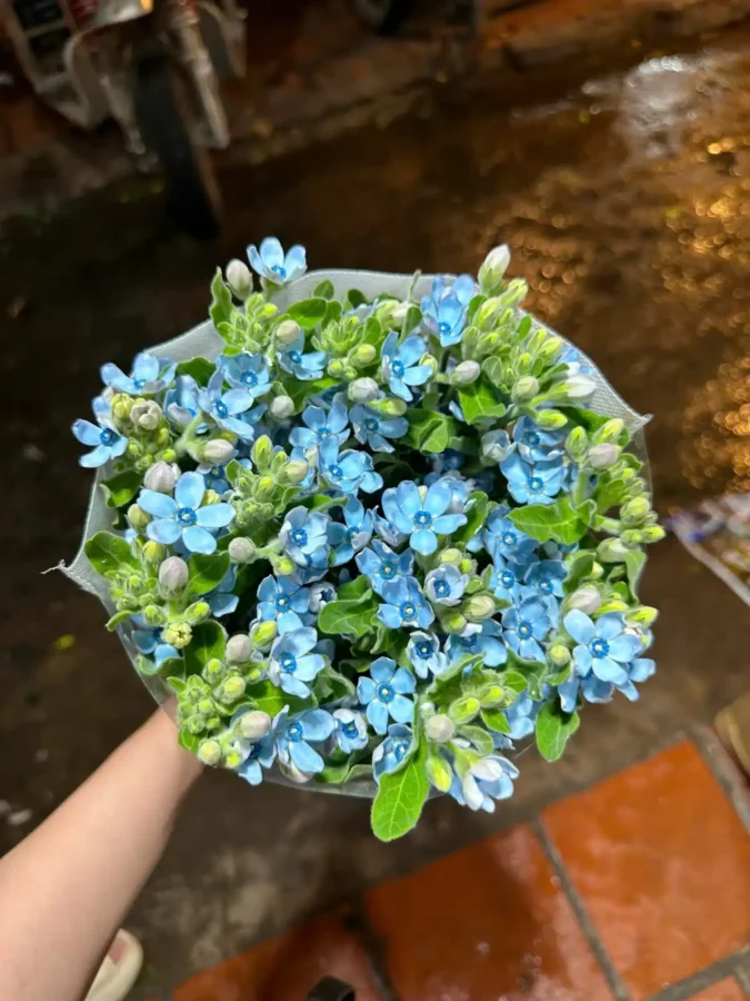 Ý nghĩa của hoa sao xanh
